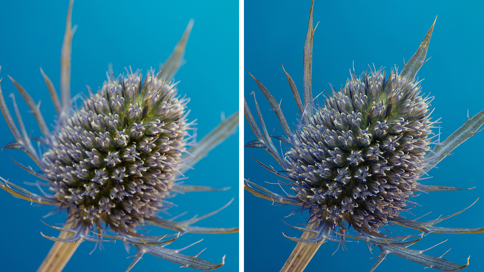 Notice how the single image (left) starts to soften beyond the centre of the thistle? The image next to it has been focus stacked, rendering the plant sharp from front to back.