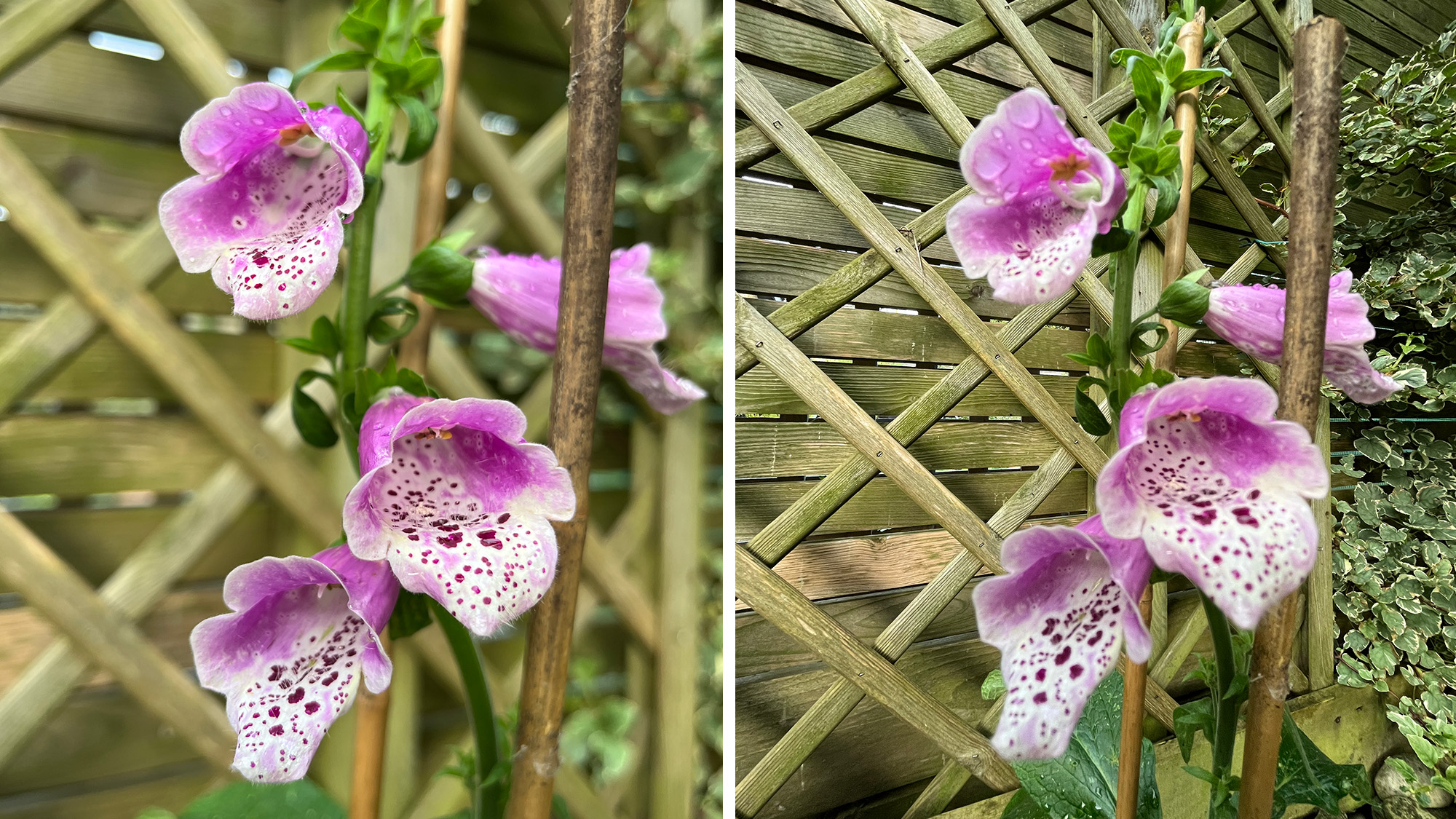 Focal length, aperture and the distance between subject and background all affect DoF. Look at the difference here, between the iPhone 13’s wide f/1.6 (left) and ultra-wide f/2.4 (right) lenses.