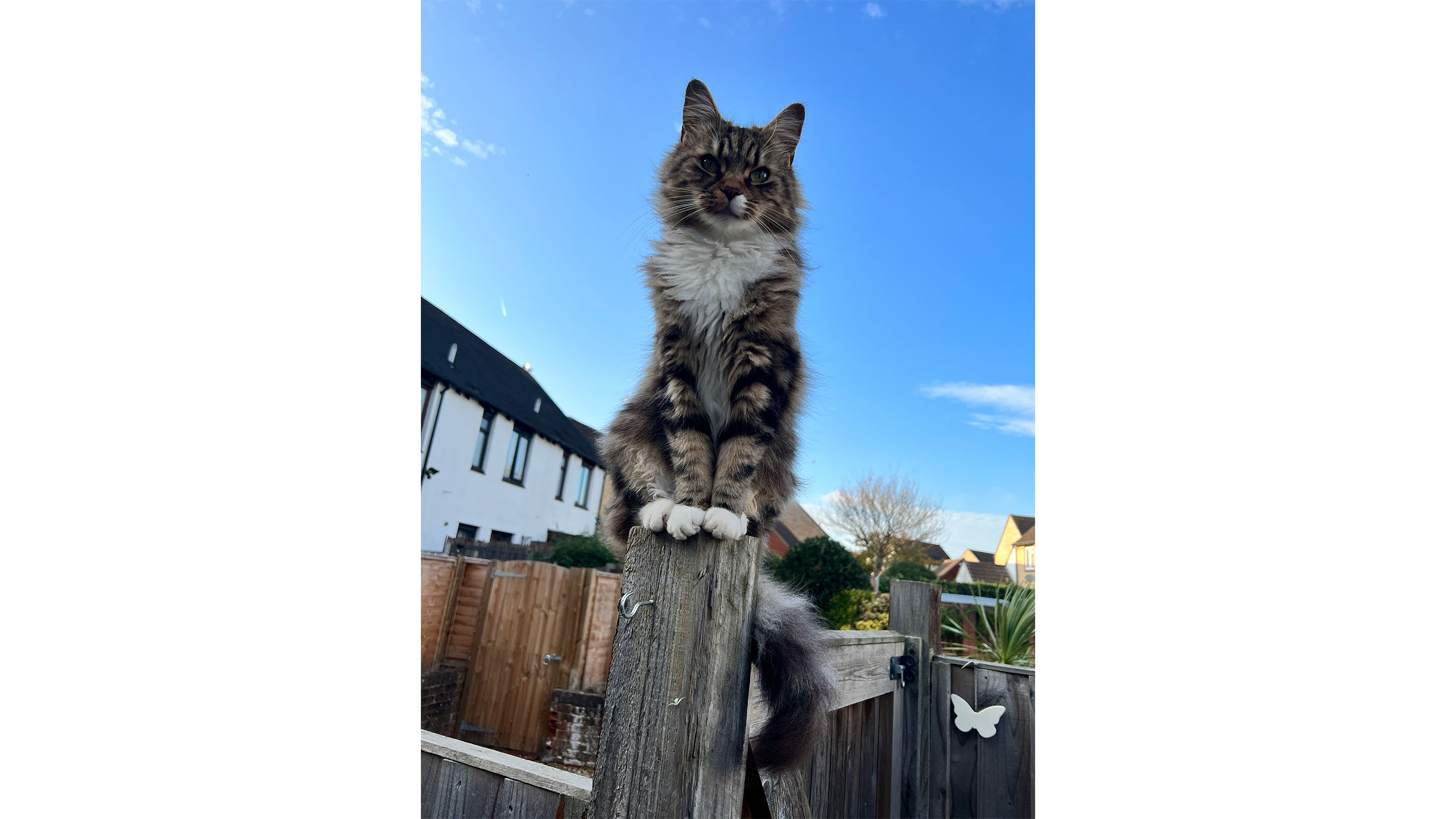Cat perched on fence